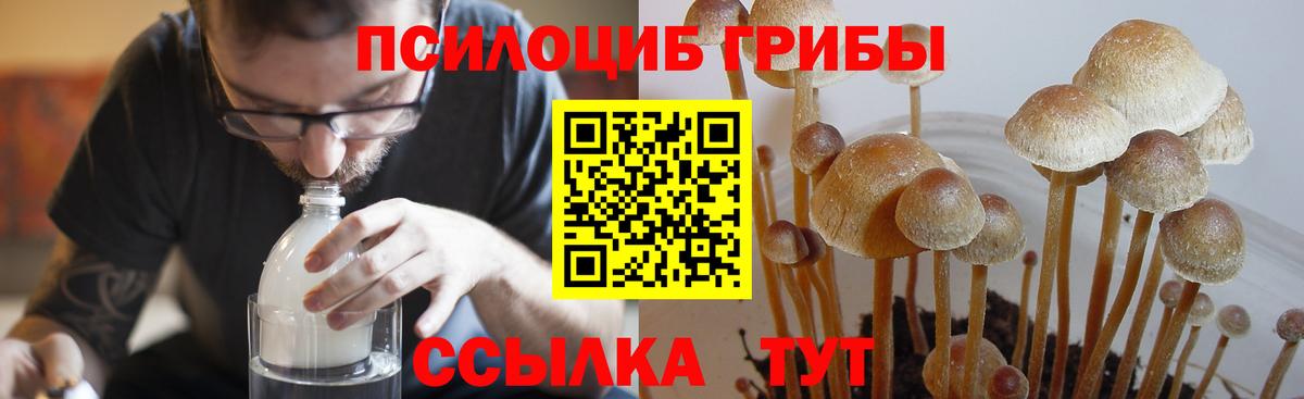 Псилоцибиновые грибы Psilocybe  Вход с VPN  Ачхой-Мартан 